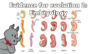 Evidence for Evolution - Embryology