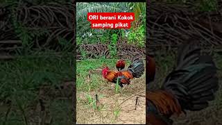 berani beraninya ORI Kokok samping pikat #ayam #ayamhutanjantan #ayamhutan