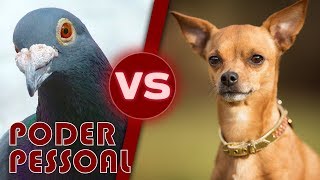 Você tem o Poder Pessoal igual o Pombo ou o Pinscher?