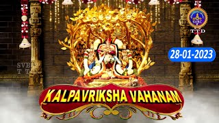 Rathasaptami || Srivari Kalpavriksha Vahanam || Tirumala || SVBC2 Tamil || 28-01-2023 || SVBC TTD