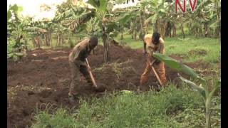 On the Farm: Making fortune from Bananas