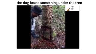 the dog found something under the coconut tree