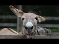 🎶 donkey ditty a funny song with fun donkey pics for kids 🐴🎵