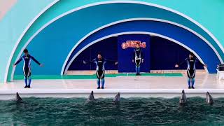 メル　アクア　ルナ　ケイト　ラヴ　須磨水族館の子もみんな一緒に♡イルカパフォーマンス　鴨川シーワールド　2021．12．10