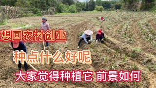 想回农村创业做什么好呢？分享1个80后的冷门种植，早知道早赚钱