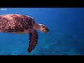 4k stunning underwater wonders of the red sea colorful coral reef inhabitants 4k video ultra hd