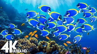 4K Stunning Underwater Wonders of the Red Sea - Colorful Coral Reef Inhabitants (4K VIDEO ULTRA HD)