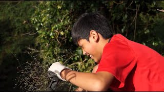 Matariki Tu Rākau planting at Maeroa Intermediate School