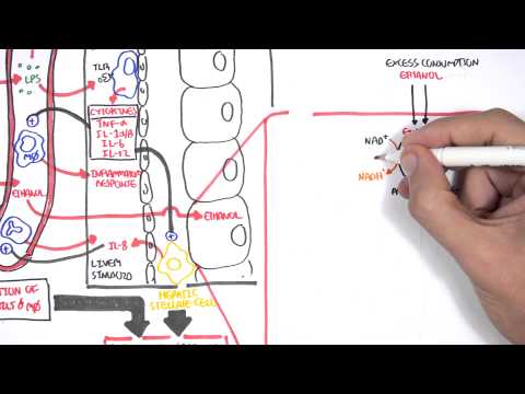 Alcohol Physiology Alcohol Physiology