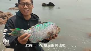 【趕海顛趴】黃金島潛水探魚，水底全是大貨，稀有藍瓜子黃金蛋抓到手軟