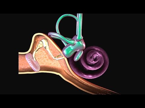 What does the stapes vibrate against?