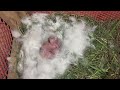 এটা কি ভাবে সম্ভব খরগোশ পালন পদ্ধতি rabbit farming mr shosta blogger