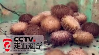 《走近科学》 食材新说之海胆 20160105 | CCTV走近科学官方频道