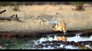 Immerse Yourself in the Serene World of Wildlife: 4K HD Documentary