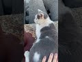 おしゃべり猫ちゃん、声を漏らしながらするあくびが可愛い 野良猫 ねこ cat