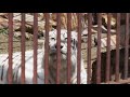 【池田動物園】ﾎﾜｲﾄﾀｲｶﾞｰ『 サンちゃん』 鳴いてたよ 🐯