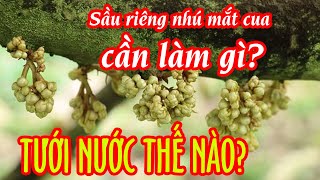 Tưới nước như thế nào khi sầu riêng đã ra bông - Sầu Riêng Tây Ninh vườn cô Trang