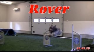 Schapendoes Dog Agility Training