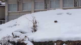 綱渡り、白猿、親子猿...小野川温泉のサル軍団 （山形・米沢） Snow monkeys