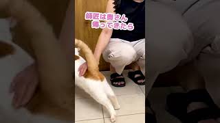 飼い主に顔面パンチされる先住猫 #Shorts 【猫アテレコ】