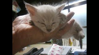 私の手の上で眠る白チビ子猫ちゃんKitten sleeping on my hand【いなか猫１８４９】japanese funny cat