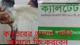 কবুতরের ডানা ঝুলে গেলে কি করবেন এর সমাধান কি PP Hasan of official...