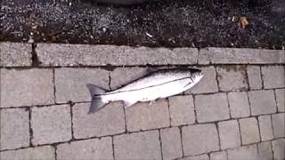 big salmon got on the river moy ballina ireland