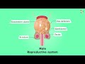 male reproductive system don t memorise