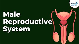 Male Reproductive System | Don't Memorise