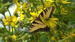 Missing butterflies 2020