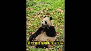 11.24福宝好乖好可爱，就连梧桐叶也紧紧黏着福宝 #大熊猫 #giantpanda #cutepanda #greatpanda #푸바오 #パンダ #animals #판다