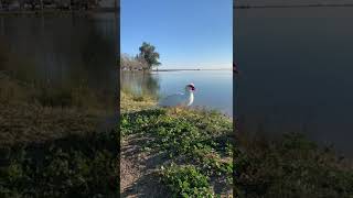 Belleza Silvestre.-Woollomes Lake,  Delano, California.