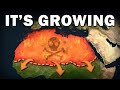 How Africa Plans To Stop The Sahara From Spreading