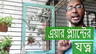 বাংলাদেশে এয়ার প্ল্যান্ট এর যত্ন- How to care air plants in Bangladesh