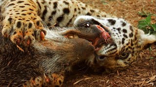 Jaguar Cubs Practice Hunting | Jaguars Born Free | BBC Earth