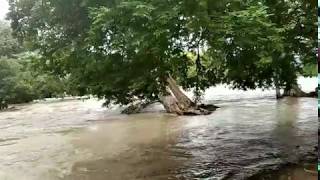 Indian river hogenakkal today 11/8/19