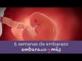 6 semanas de embarazo - Segundo mes - EMBARAZOYMAS