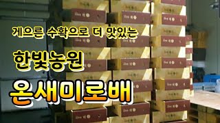 [배재배] 설대목 출하작업 | 선물용맛있는배 | 설선물세트