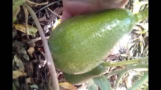 5 months holiday  Avocado fruit on 4 yr in ground tree 2025 the fruit Will be ready to pick