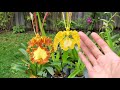 sophie s garden 易种易花的蝴蝶文心兰 psychopsis