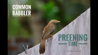 Jungle Babbler Preening | காட்டுச் சிலம்பன் அல்லது காட்டு பூணியல் | kohsawild | BirdPhotography