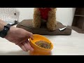 【asmr】愛犬のカリカリ咀嚼音が撮れました トイプードル ビションプー