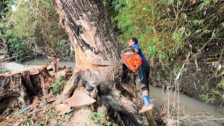 Extreme and Draining Energy‼️ Felling of 2 Trembesi Trees Across the River.