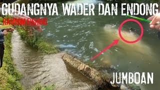 MARKAS WADER DAN IKAN ENDONG YANG MELIMPAH‼️