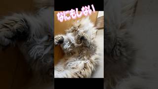 なにもしない #猫のいる暮らし #猫動画