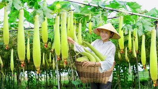 Cucumber Harvest: Fresh Recipes for a Cool Summer