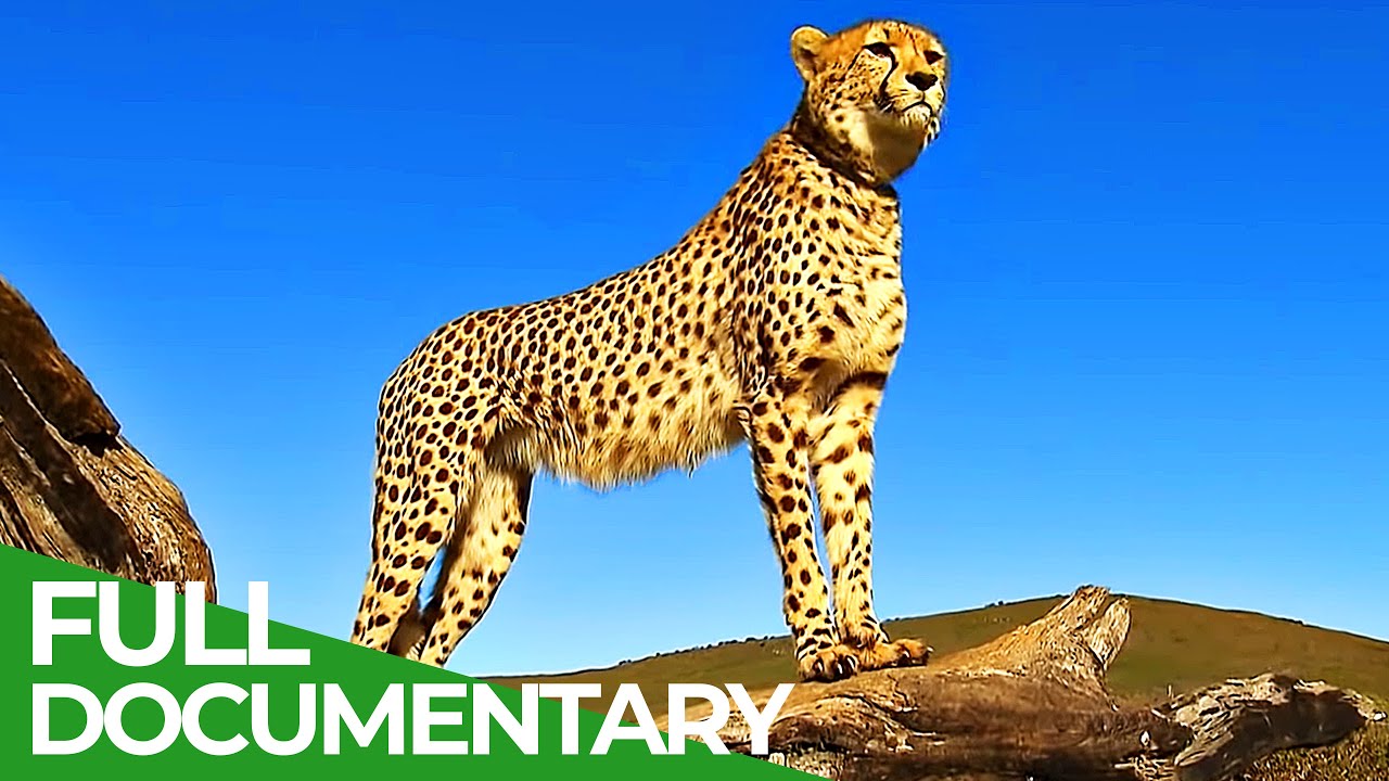 South Africa On The Cape Of Wild Animals Free Documentary Nature