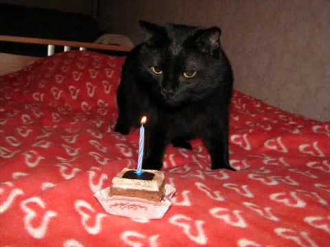 Funny Black Cat Youtube
