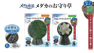 【2022年新商品】メダカ元気 お守り草