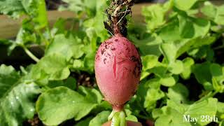 How to Grow Radishes | From Seed to Harvest | Pink Beauty